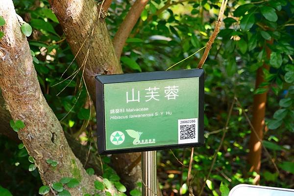 台北植物園 山芙蓉