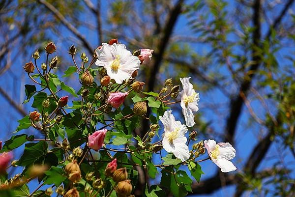 台北植物園 山芙蓉