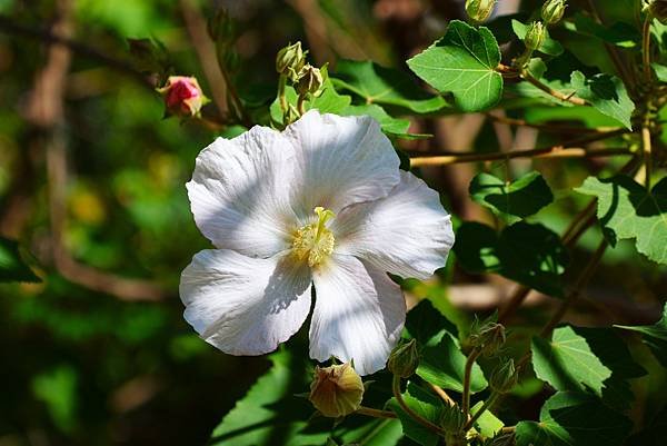 台北植物園 山芙蓉