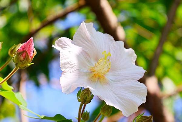 台北植物園 山芙蓉