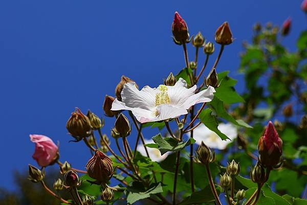 台北植物園 山芙蓉