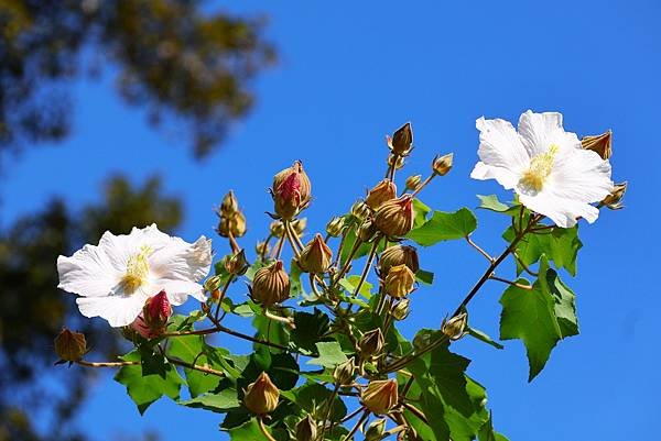 台北植物園 山芙蓉