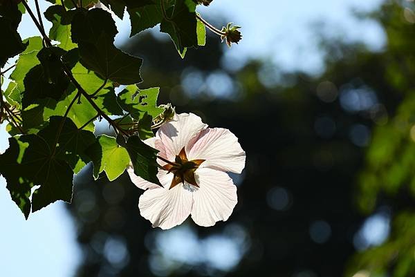 台北植物園 山芙蓉