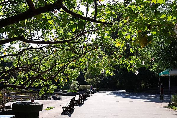 台北植物園 山芙蓉