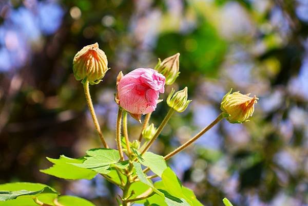 台北植物園 山芙蓉