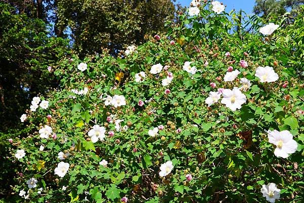 台北植物園 山芙蓉