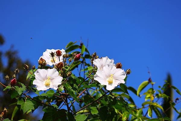 台北植物園 山芙蓉