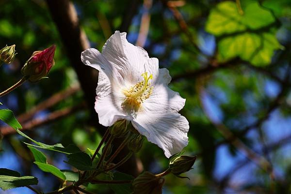 台北植物園 山芙蓉