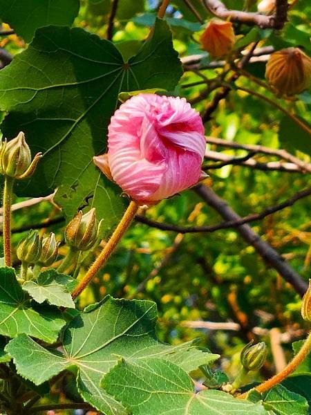 台北植物園 山芙蓉