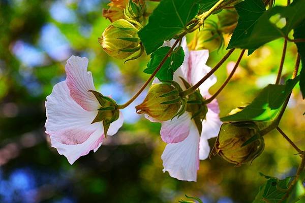 台北植物園 山芙蓉