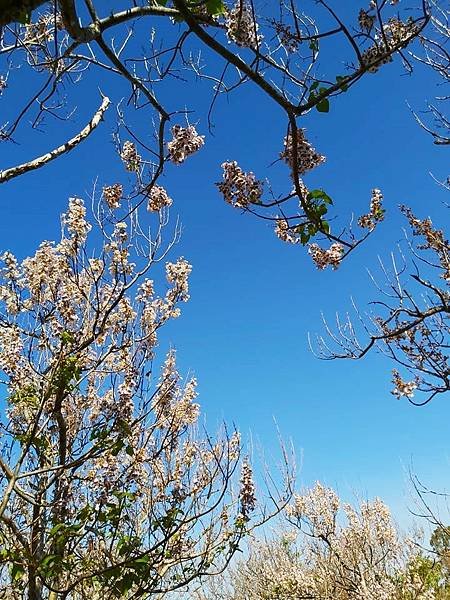 浪漫的紫花泡桐