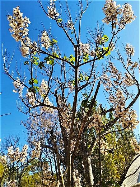 浪漫的紫花泡桐