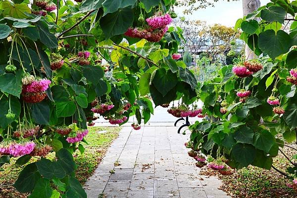 台北玫瑰園 非洲芙蓉