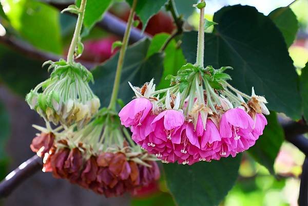 台北玫瑰園 非洲芙蓉