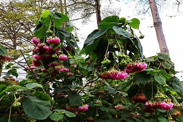 台北玫瑰園 非洲芙蓉