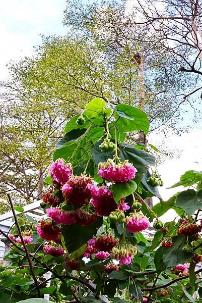 台北玫瑰園 非洲芙蓉