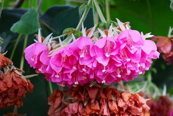 台北玫瑰園 非洲芙蓉