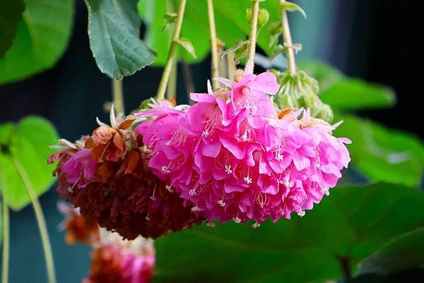 台北玫瑰園 非洲芙蓉