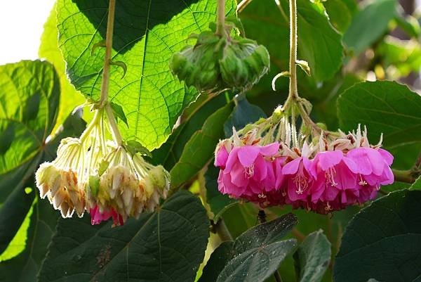 台北玫瑰園 非洲芙蓉