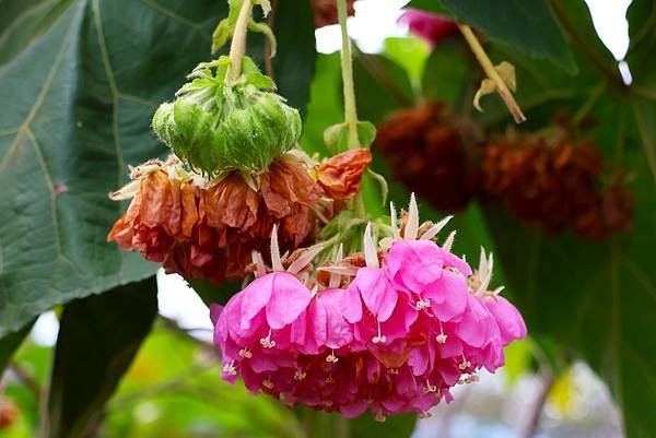 台北玫瑰園 非洲芙蓉