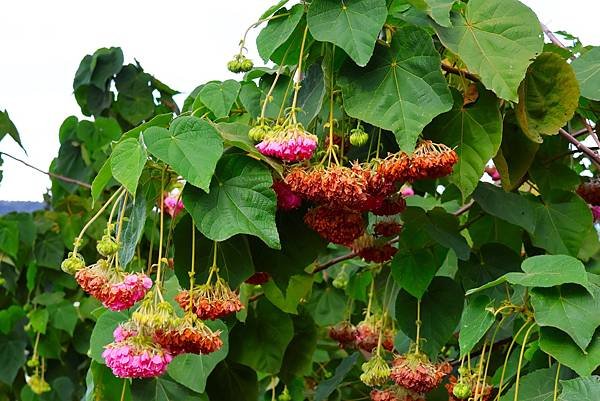 台北玫瑰園 非洲芙蓉