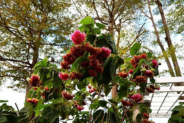 台北玫瑰園 非洲芙蓉