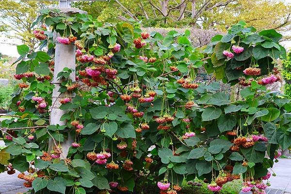 台北玫瑰園 非洲芙蓉