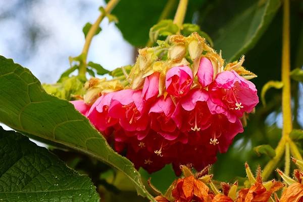 台北玫瑰園 非洲芙蓉