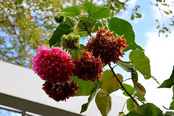 台北玫瑰園 非洲芙蓉