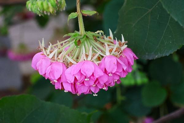 台北玫瑰園 非洲芙蓉