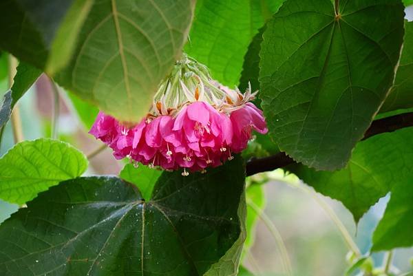 台北玫瑰園 非洲芙蓉