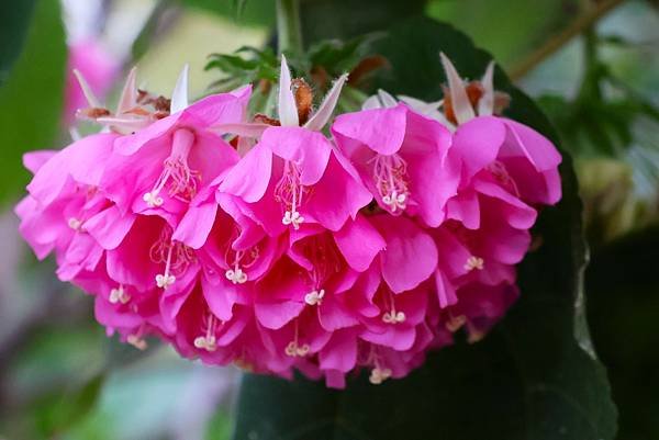 台北玫瑰園 非洲芙蓉