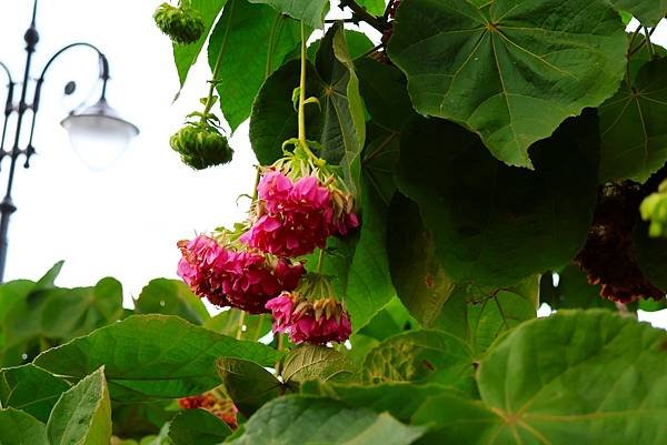 台北玫瑰園 非洲芙蓉