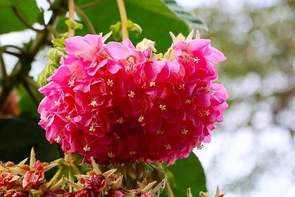 台北玫瑰園 非洲芙蓉