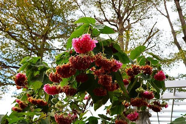 台北玫瑰園 非洲芙蓉