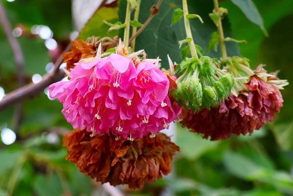 台北玫瑰園 非洲芙蓉