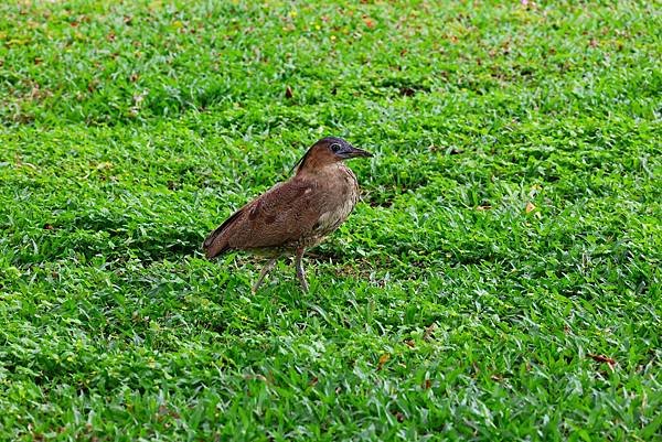 台北新生公園 掌葉蘋婆