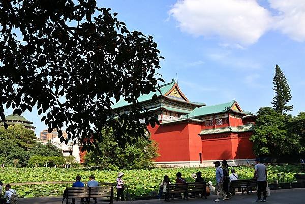 台北植物園 - 黃果垂榕