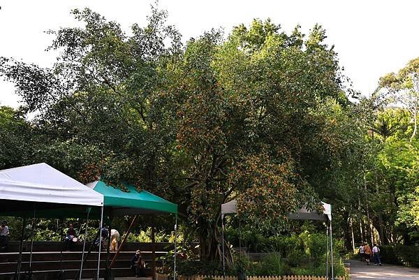 台北植物園 - 黃果垂榕