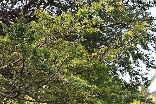 台北植物園 - 台灣油杉