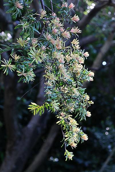 台北植物園 - 台灣油杉