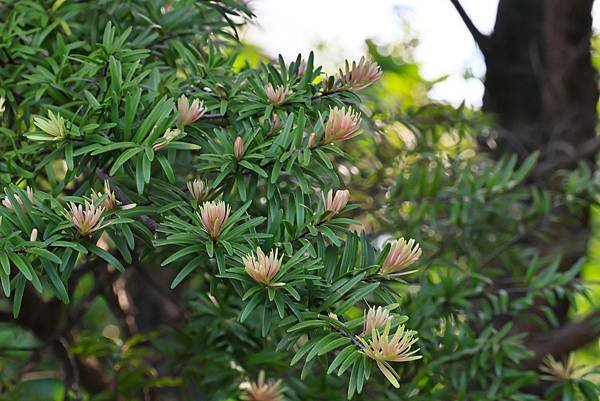 台北植物園 - 台灣油杉