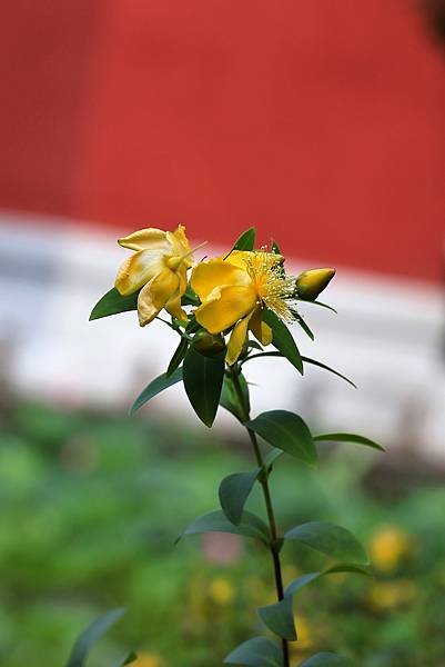 台北植物園 - 台灣金絲桃