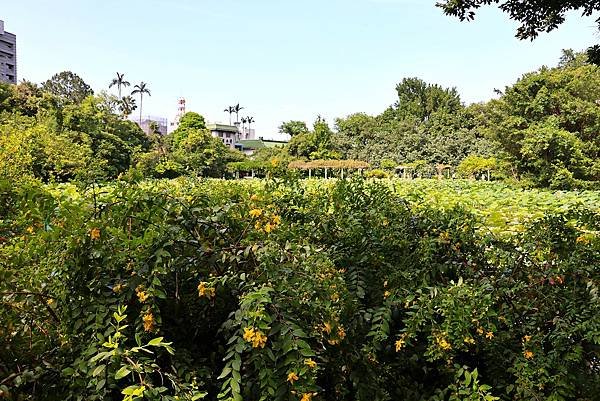 台北植物園 - 台灣金絲桃