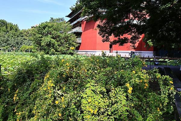 台北植物園 - 台灣金絲桃