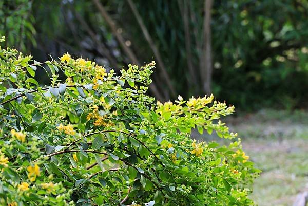 台北植物園 - 台灣金絲桃