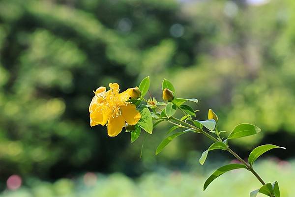 台北植物園 - 台灣金絲桃