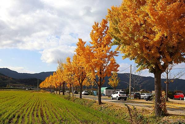 2024韓國大邱慶州釜山之旅 - 慶州統一殿前銀杏大道