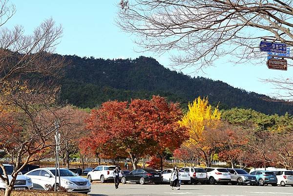 2024韓國大邱慶州釜山之旅 - 慶州統一殿前銀杏大道