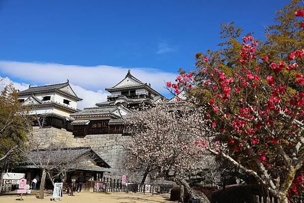 2025日本九州四國本州之旅 - 愛媛縣松山市松山城